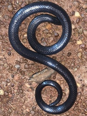 Amblyodipsas unicolor