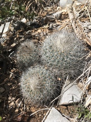 Rapicactus beguinii