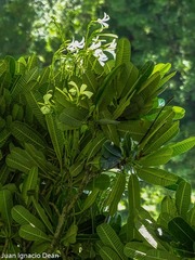 Plumeria obtusa