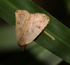 Rivula basalis