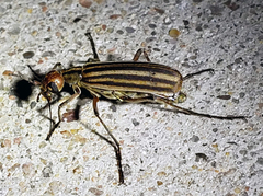 Epicauta occidentalis