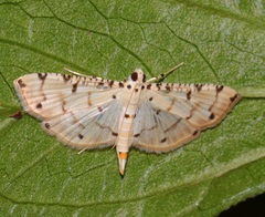 Pycnarmon cribrata