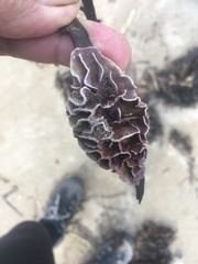 Lithophyllum carpophylli