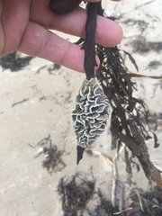 Lithophyllum carpophylli