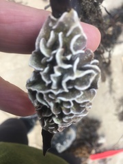 Lithophyllum carpophylli