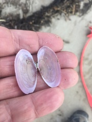 Gari lineolata