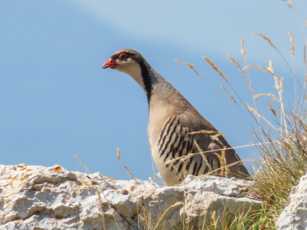 Rock Partridge
