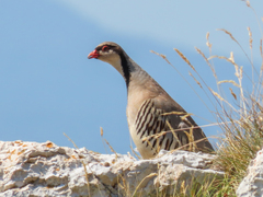 Rock Partridge photo 3