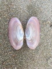 Gari lineolata