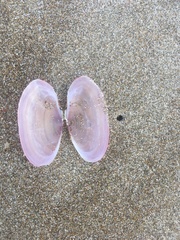 Gari lineolata