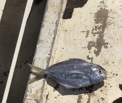 Peprilus triacanthus