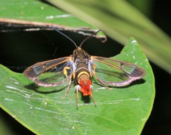 Synanthedon cinnamomumvora