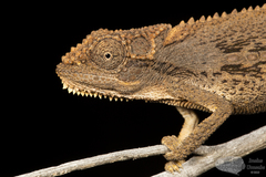 Bradypodion atromontanum