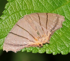 Orudiza protheclaria