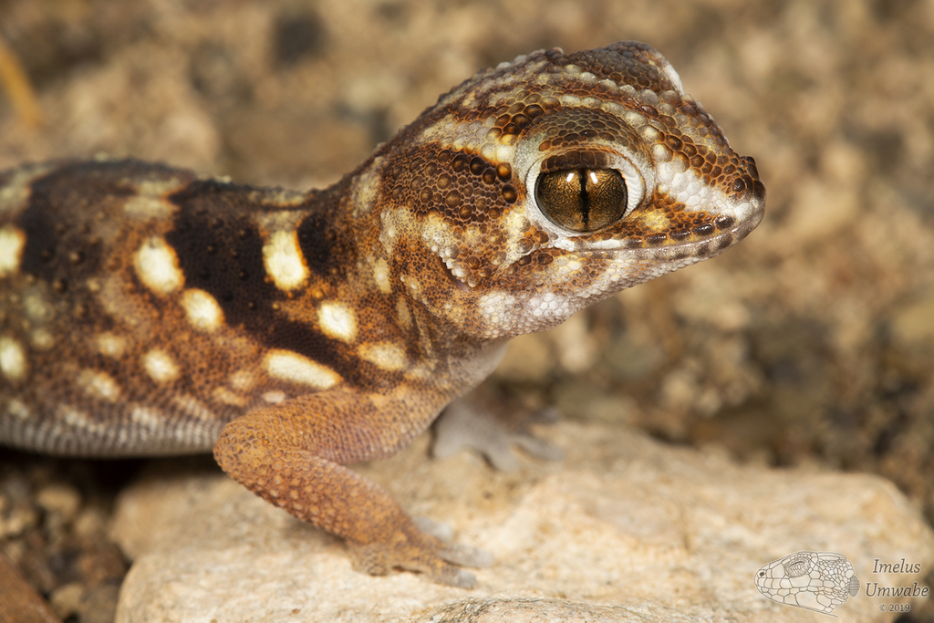 Namib Giant Ground Gecko