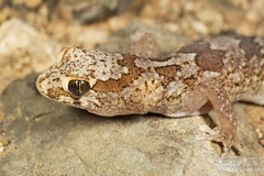 Pachydactylus mariquensis