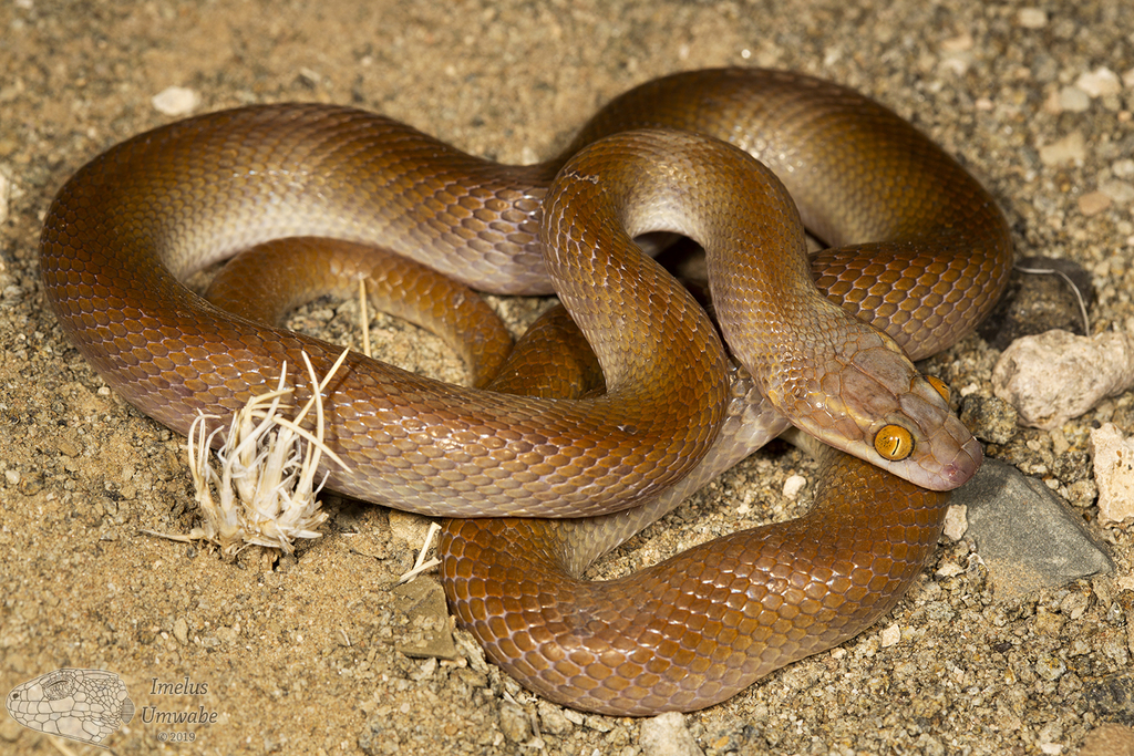 African House Snake