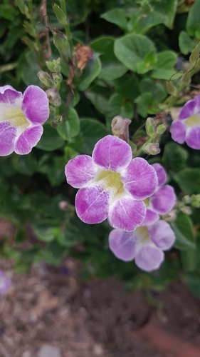 Chinese violet