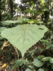 Dendrocnide moroides