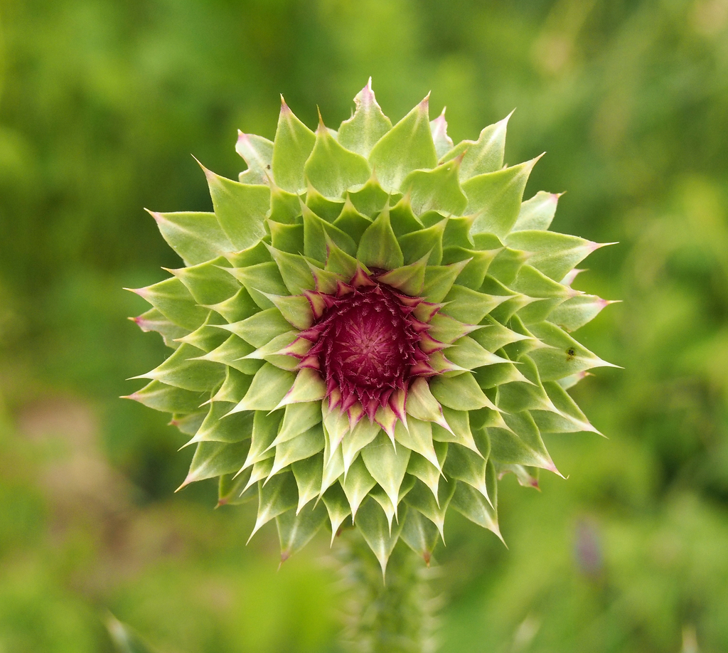 Giant Thistle