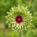 Giant Thistle - Photo (c) Ken Potter, some rights reserved (CC BY-NC), uploaded by Ken Potter