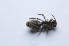 Dasymutilla arachnoides