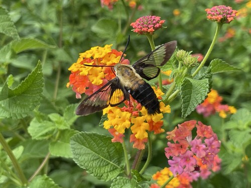 Snowberry clearwing