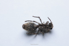 Dasymutilla arachnoides