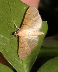 Herpetogramma rudis