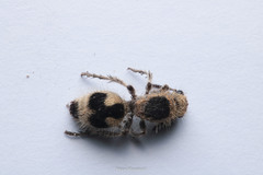 Dasymutilla arachnoides