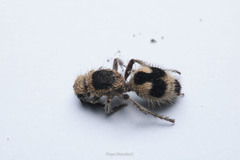 Dasymutilla arachnoides