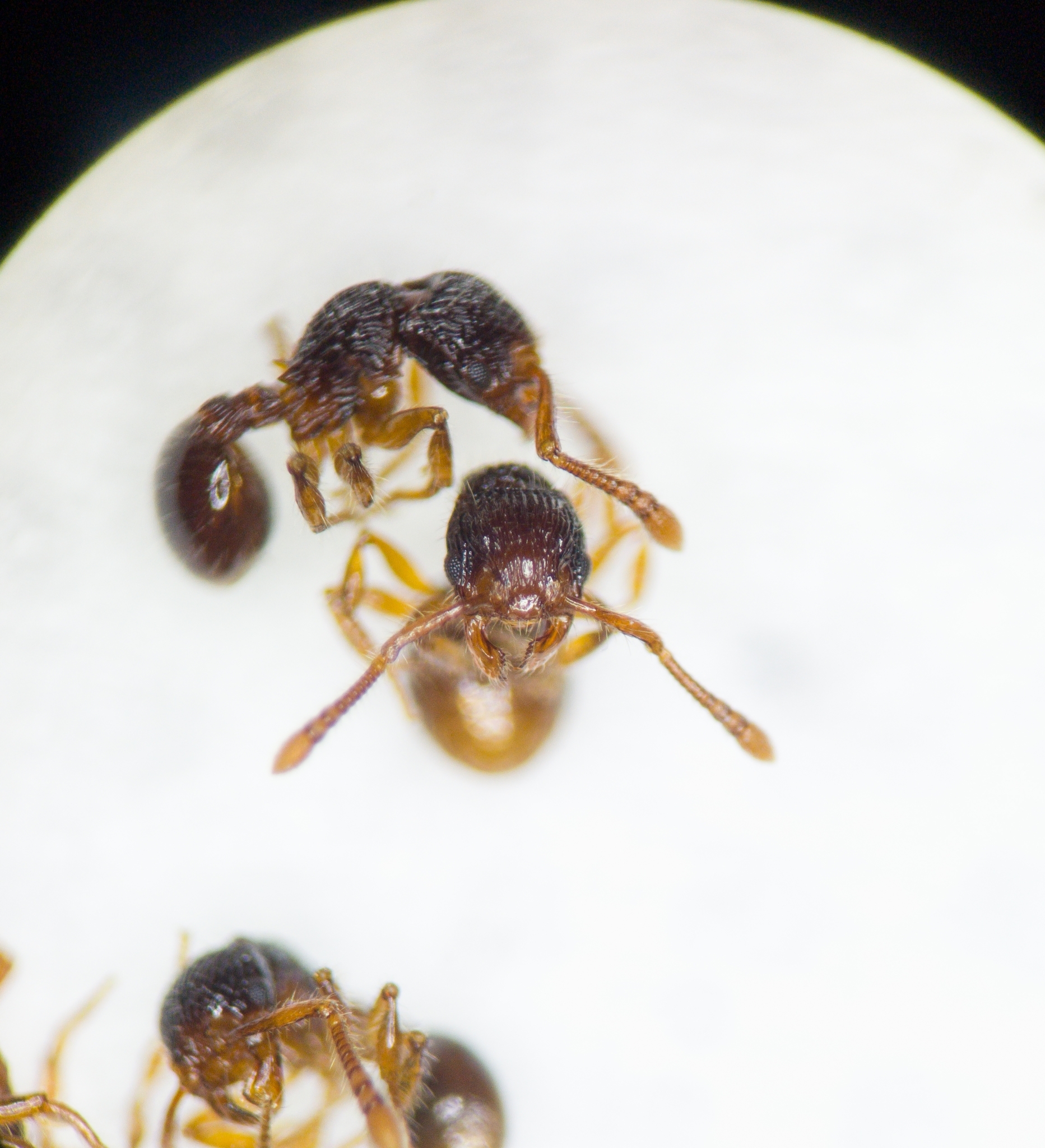 Myrmecina bandarensis