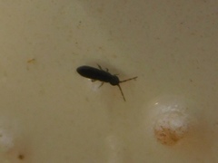 Collembola