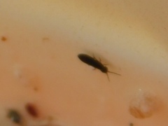 Collembola