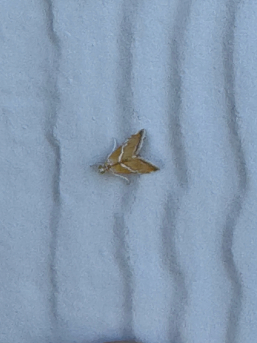 White-trimmed Abegesta photo 3