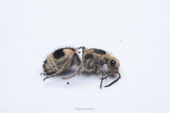 Dasymutilla arachnoides