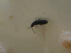 Collembola