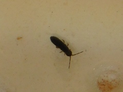 Collembola