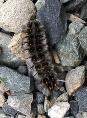 Lophocampa roseata