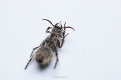 Dasymutilla arachnoides