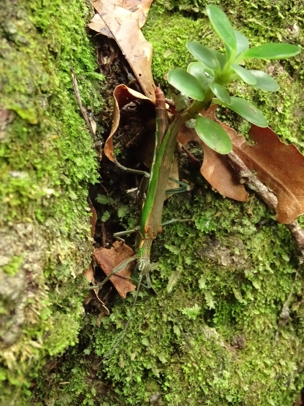 Damasippus viridilabrum