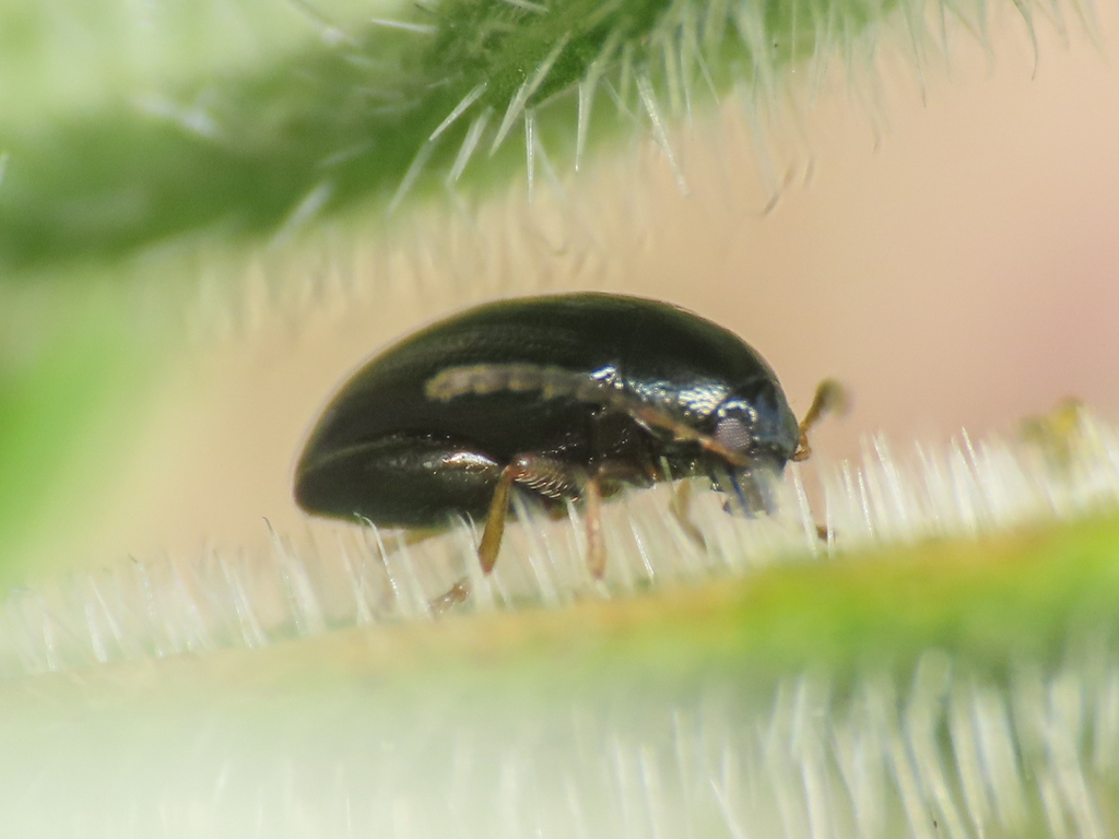 Psylliodes toelgi
