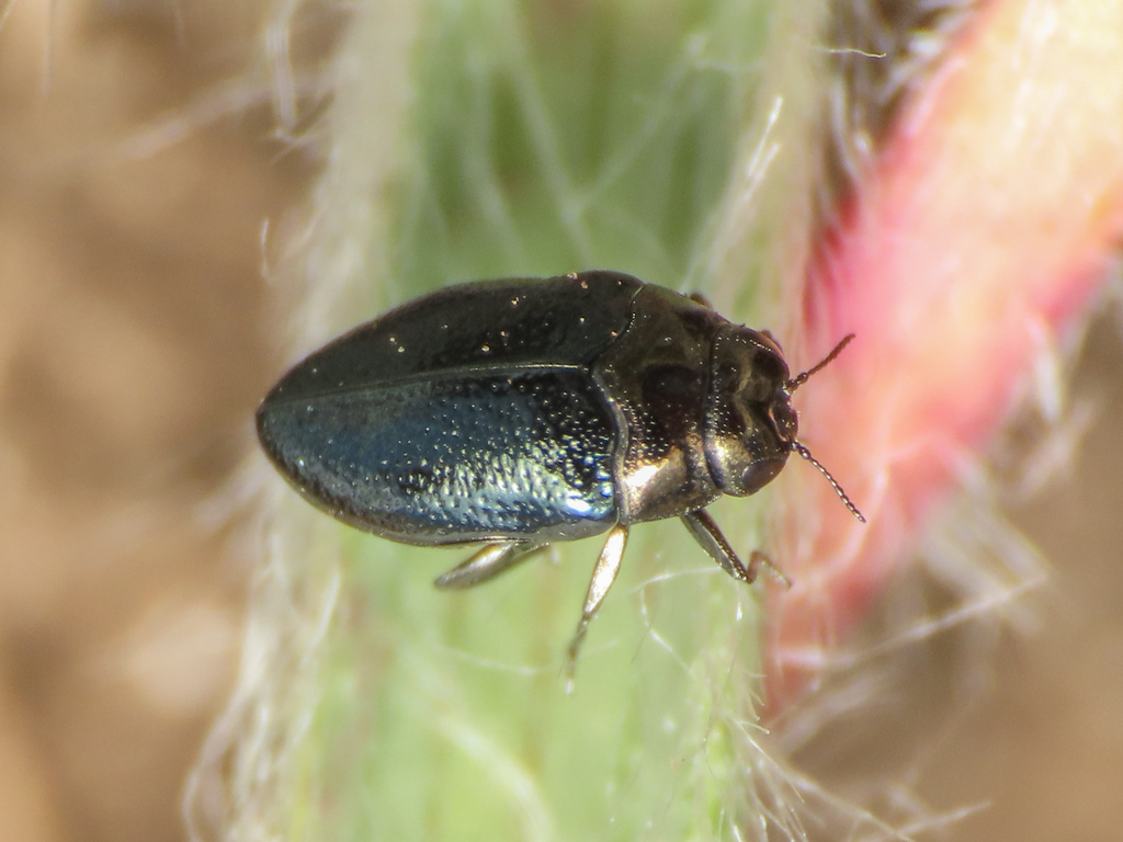 Trachys troglodytes compressus