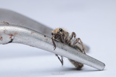 Dasymutilla arachnoides