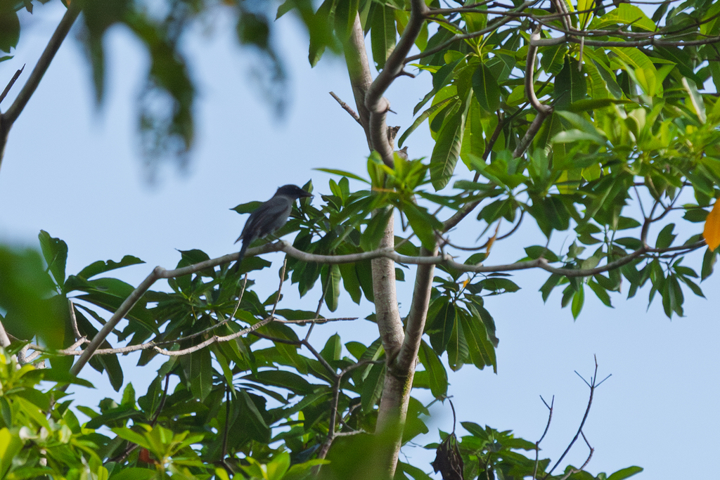 Solomons Cicadabird photo