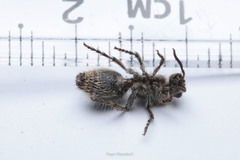 Dasymutilla arachnoides