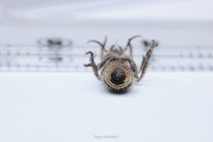 Dasymutilla arachnoides