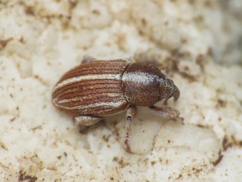 Tychius polylineatus