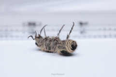 Dasymutilla arachnoides