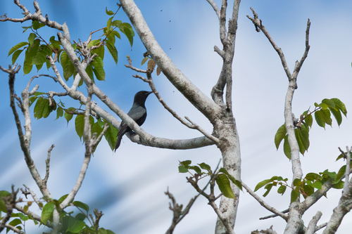 Solomons Cicadabird (Edolisoma holopolium), photo 2
